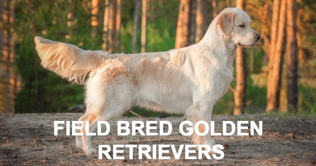 Field Bred Golden Retrievers