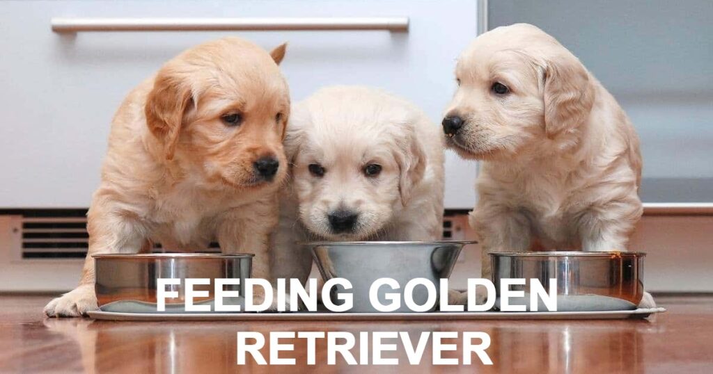 Golden Retriever Feeding