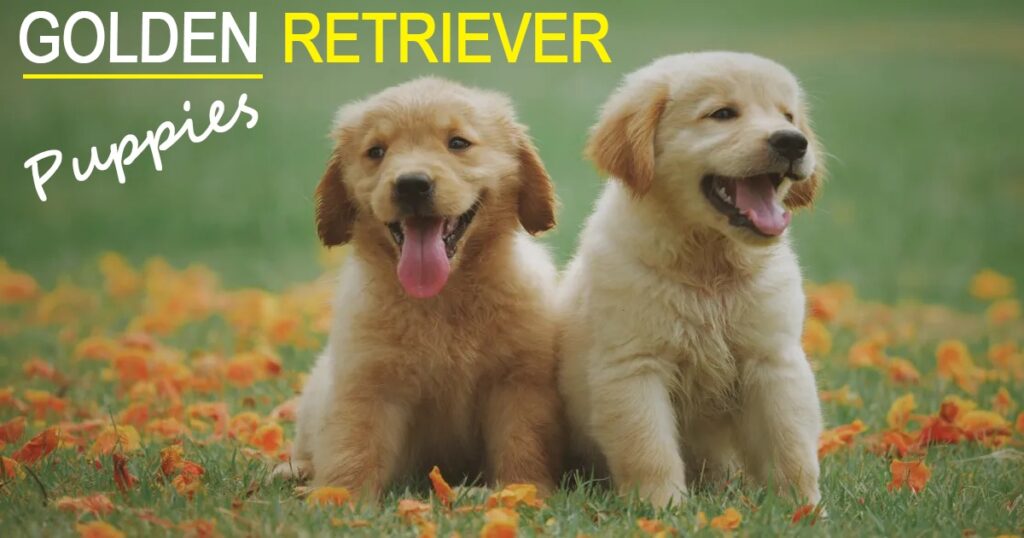 Golden Retriever Puppies