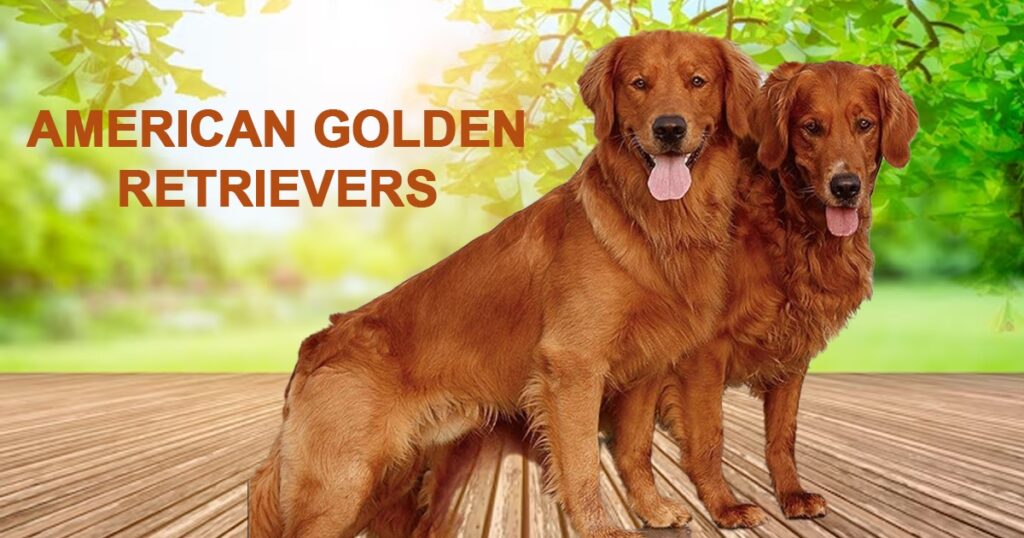 American Golden Retrievers