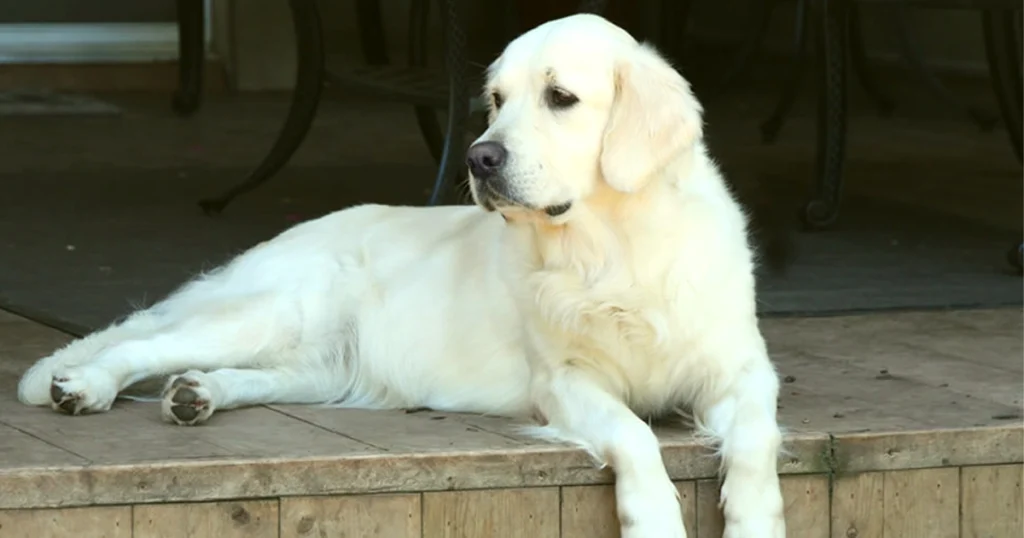 British (English) Golden Retrievers: