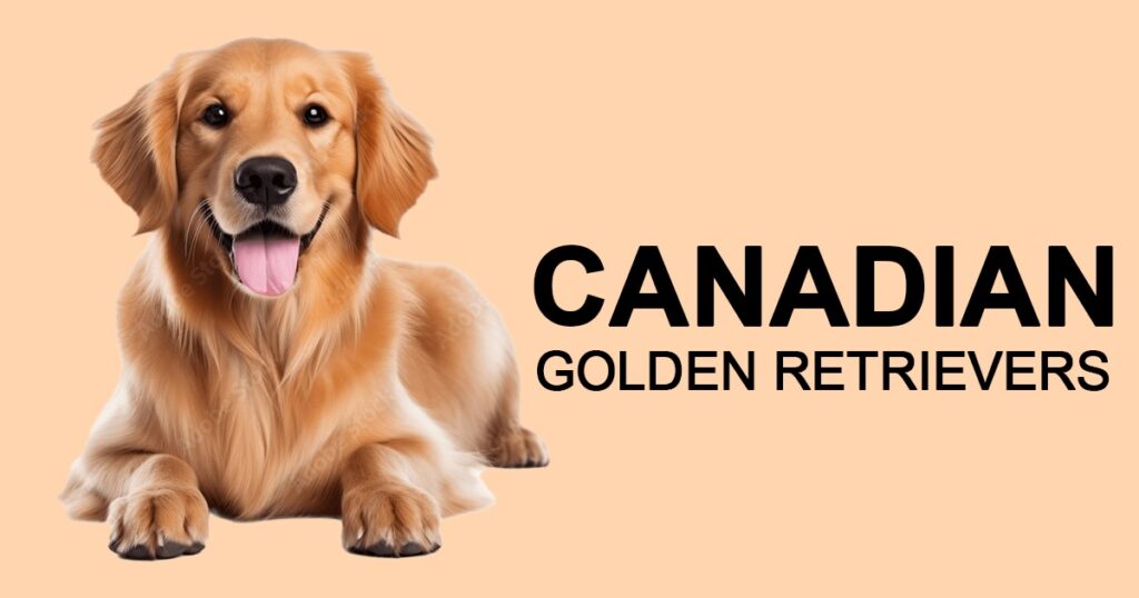 Canadian Golden Retrievers