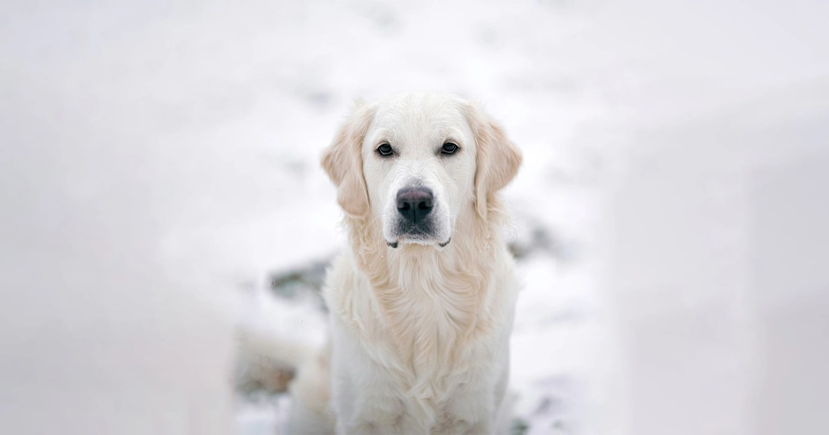 Cream Golden Retrievers