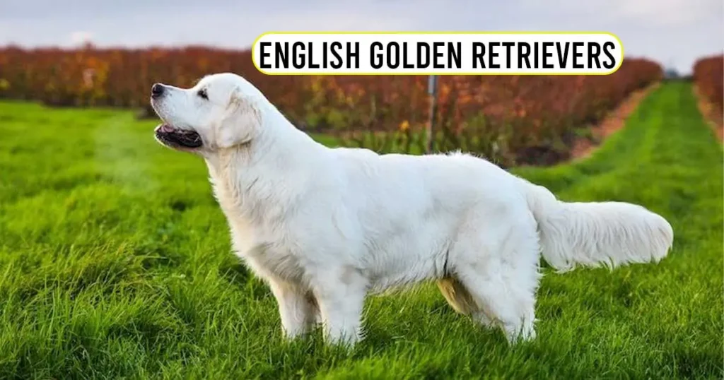 English Golden Retrievers