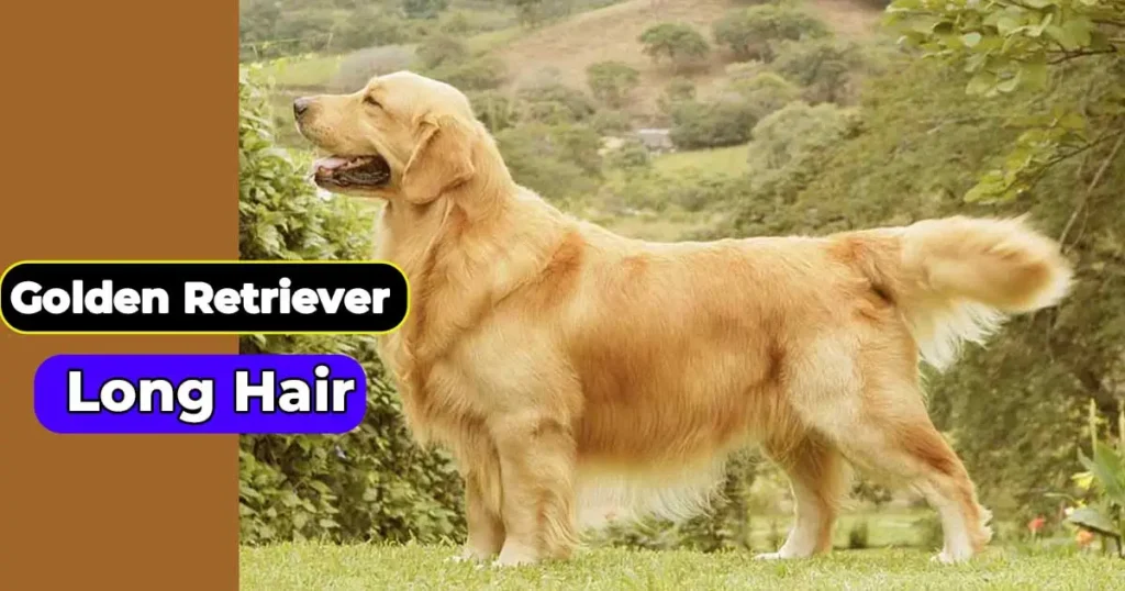 Golden Retriever Long Hair