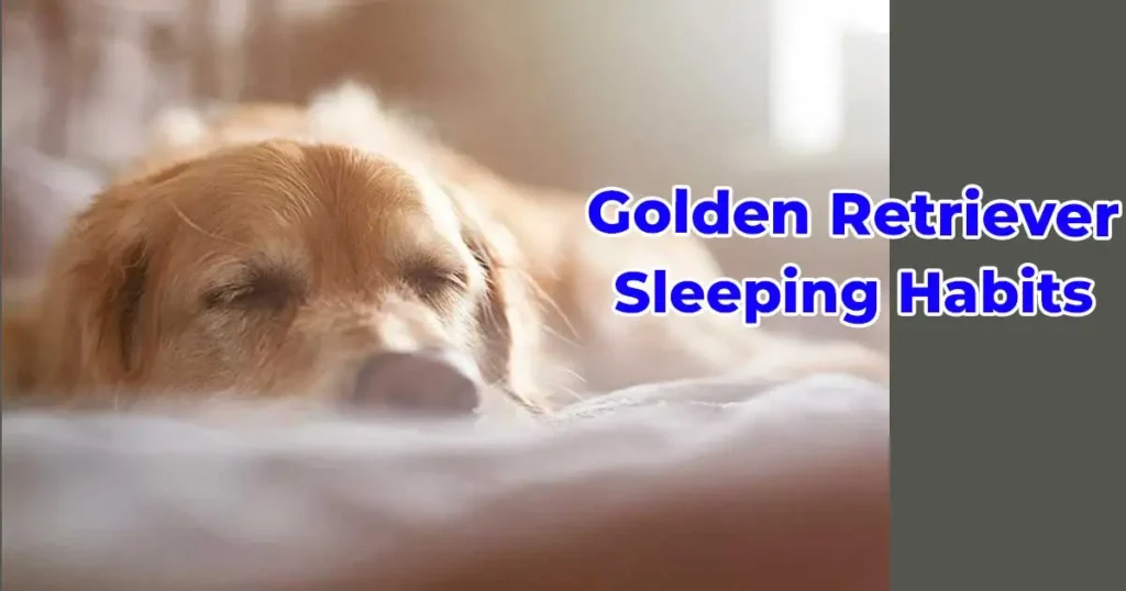 Golden Retriever Sleeping Habits