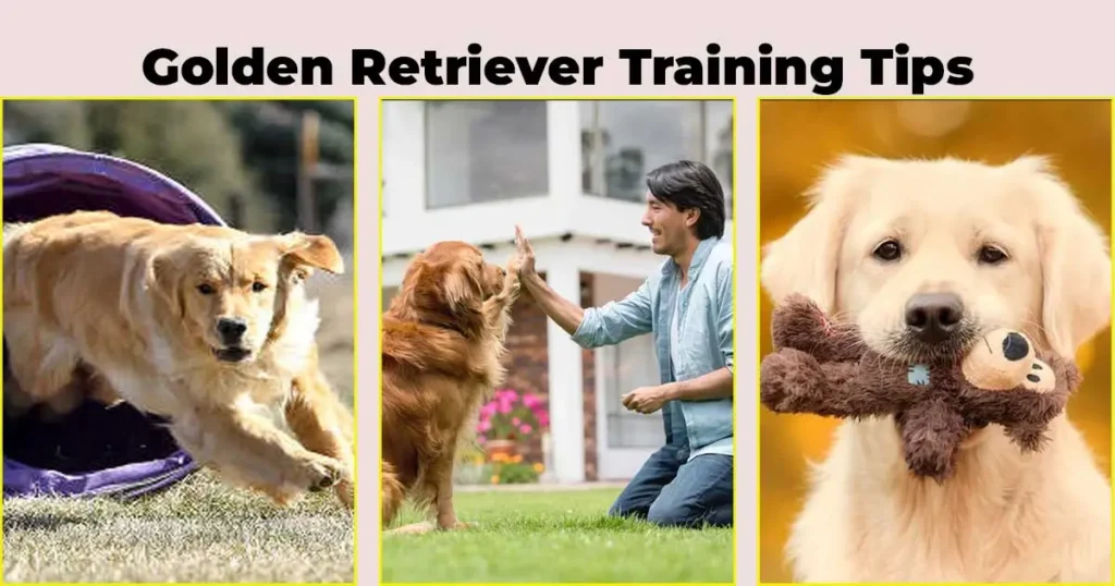 Golden Retriever Training