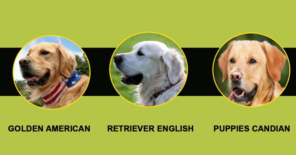 Golden Retriever Varieties