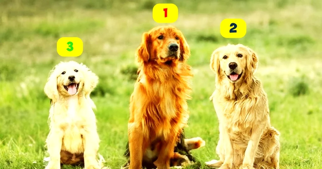 Golden Retrievers the Different Types