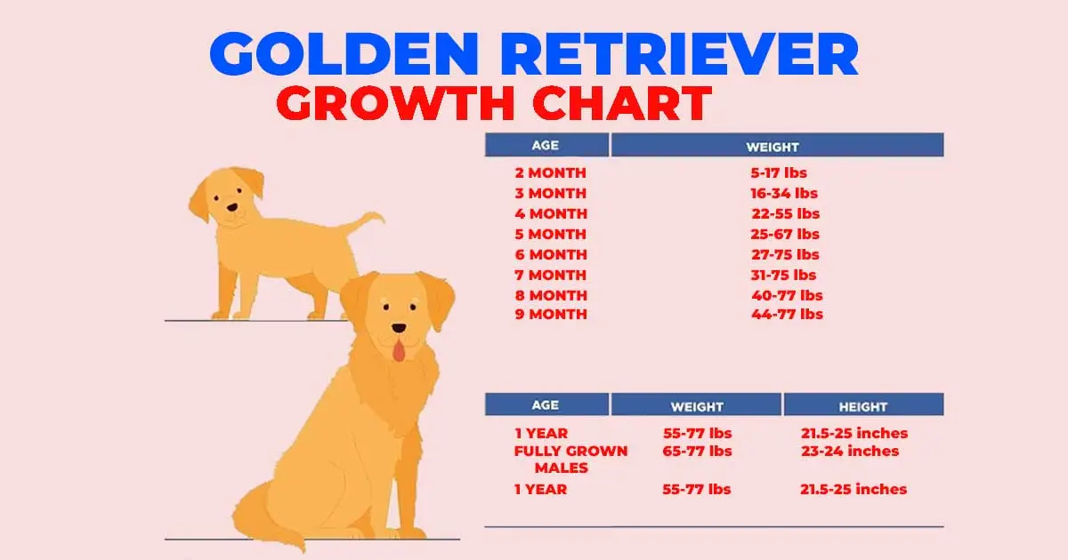 Golden Retriever Growth Chart: From Puppyhood to Adulthood