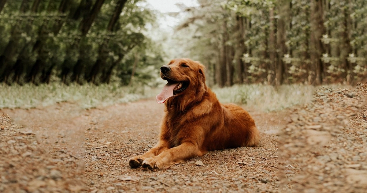 Red Golden Retrievers