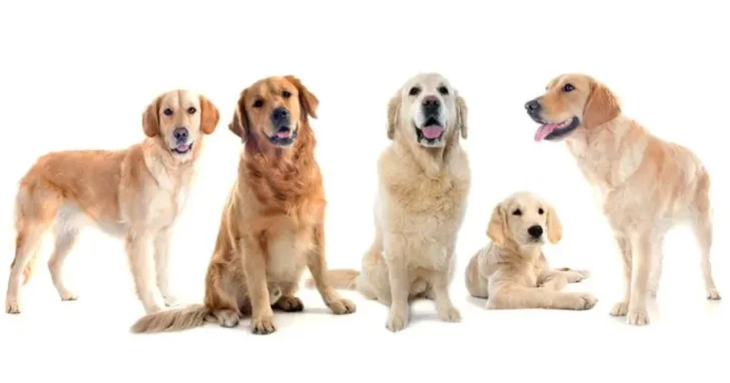 Unofficial Types of Golden Retrievers