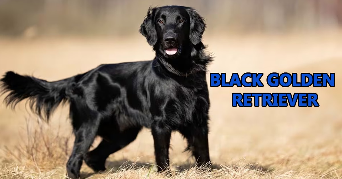 Black golden retriever