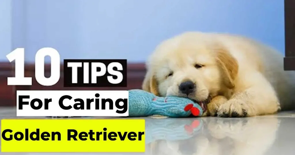 Tips for Caring Golden Retriever