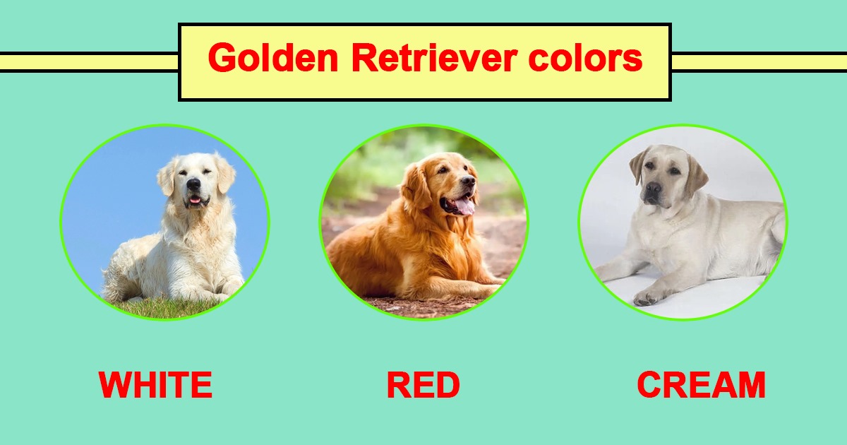 Golden Retriever Colors: Exploring Shades and Genetics