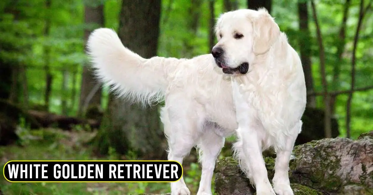 white golden retriever