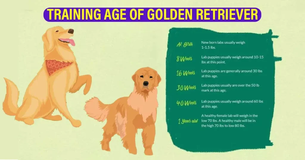 Training Age of Golden Retriever Puppy