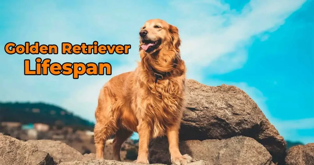 golden retriever lifespan