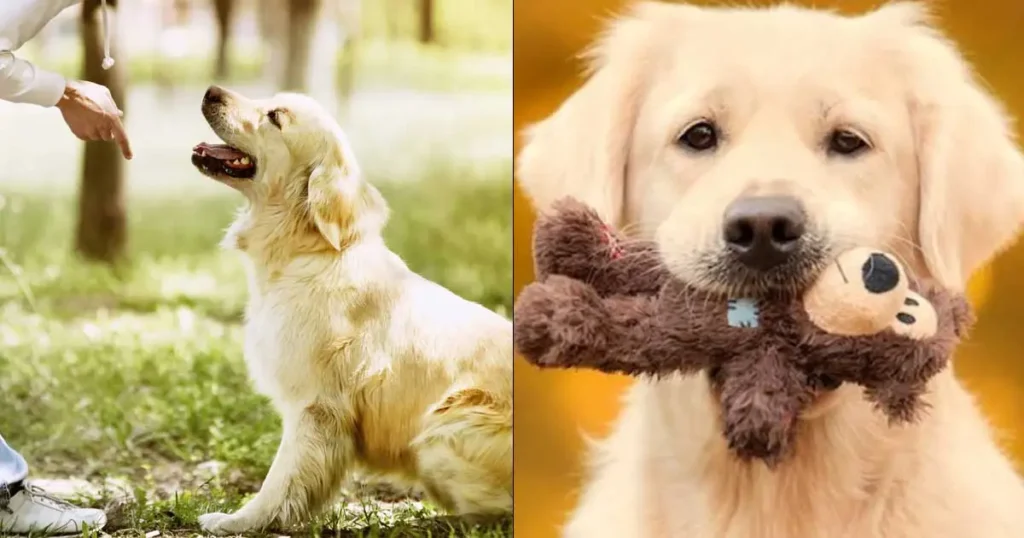 Trained Golden Retriever Puppies