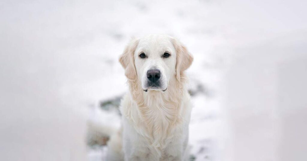 cream golden retriever