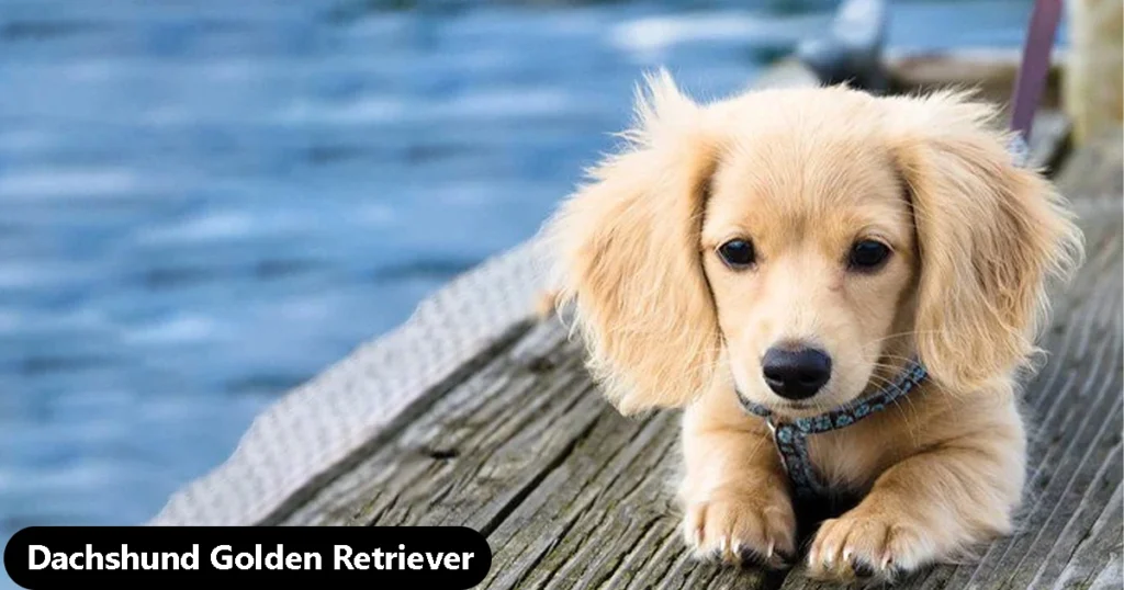 Dachshund Golden Retriever