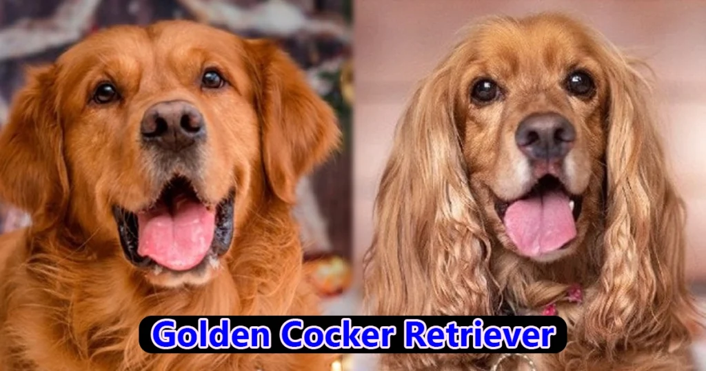 Cocker Golden Retriever