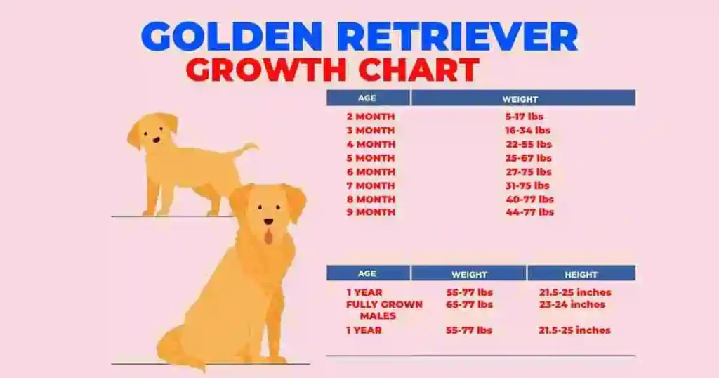 Golden Retriever Growth Chart