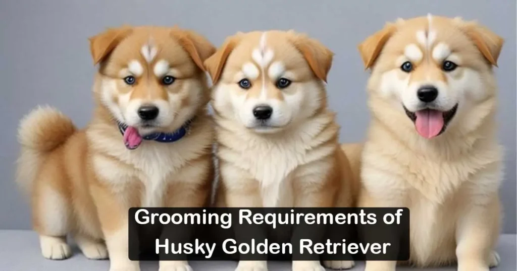 Grooming Requirements