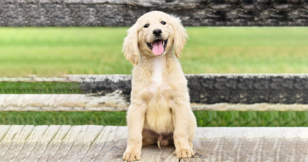 Miniature Golden Retriever