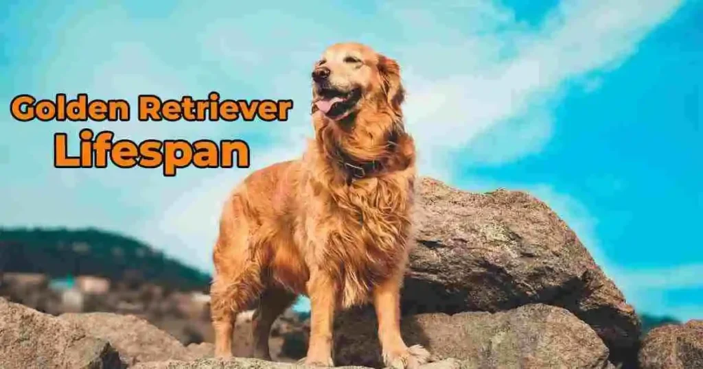 golden retriever lifespan