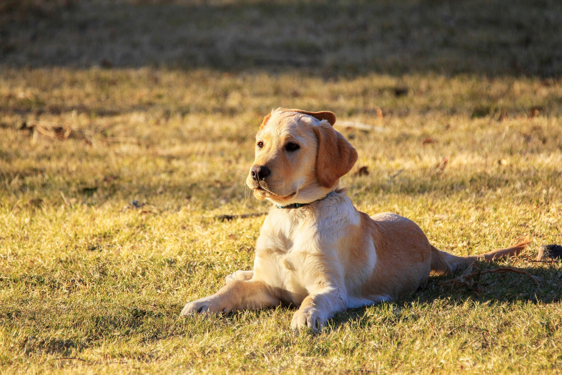 Nail Golden Retriever