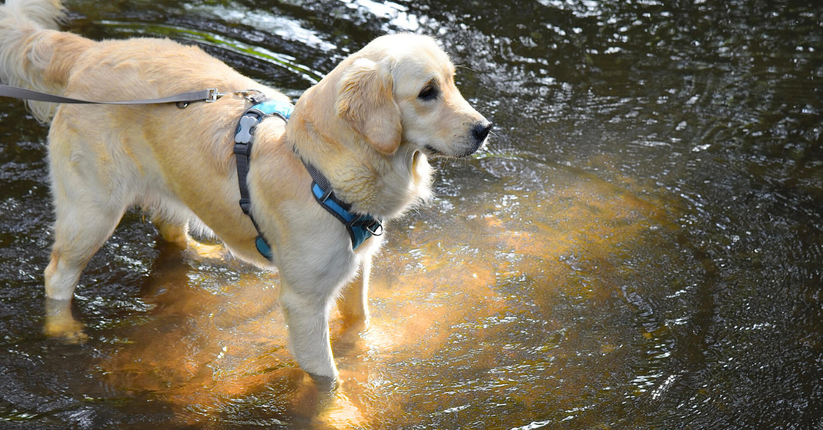 Brown Golden Retriever