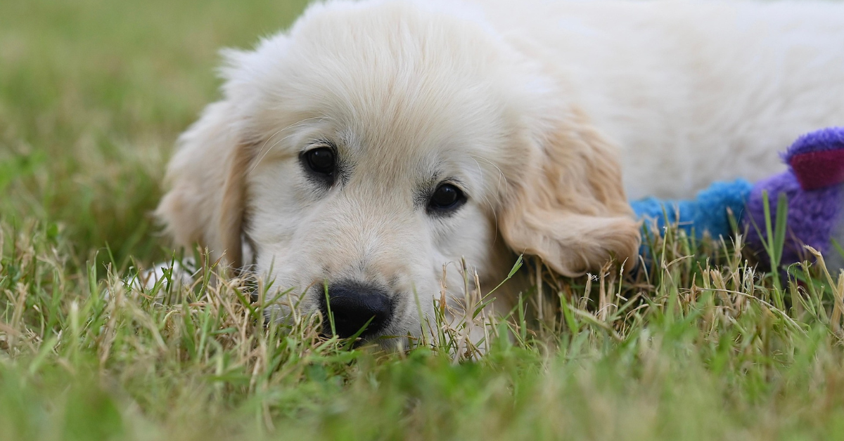 Golden Retriever Labrador Mix