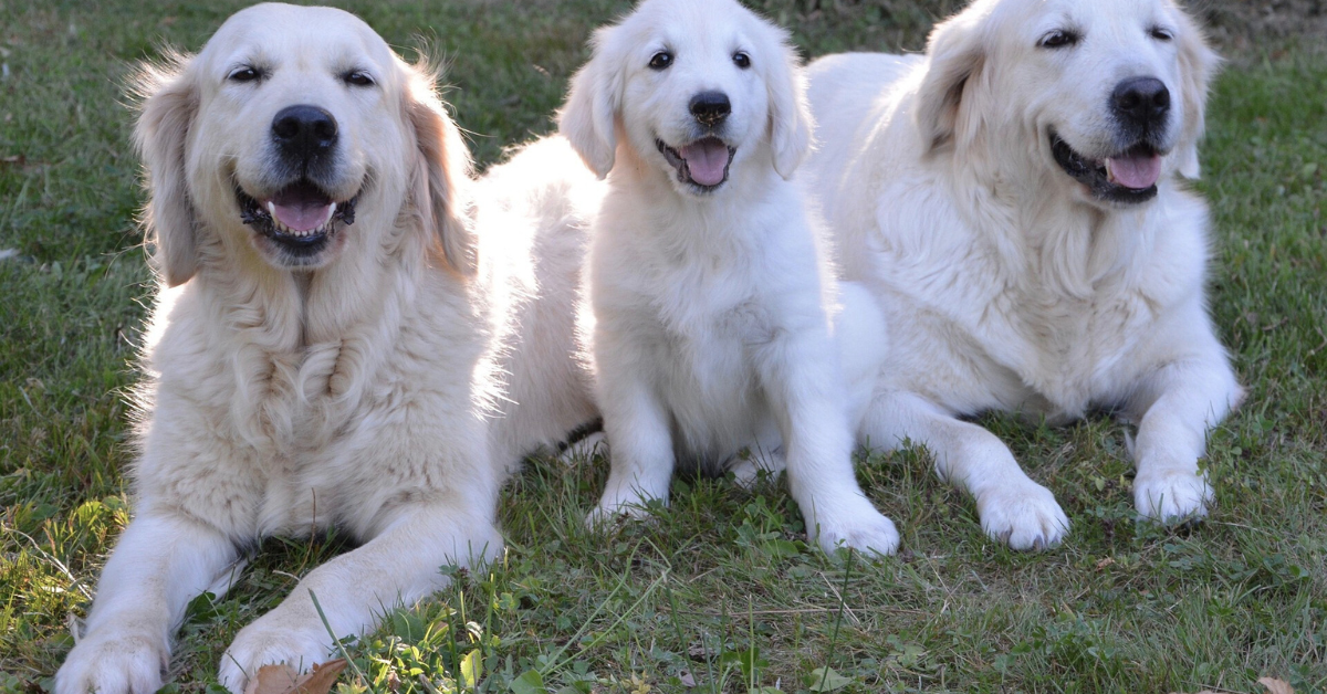 Golden Retriever Size Chart