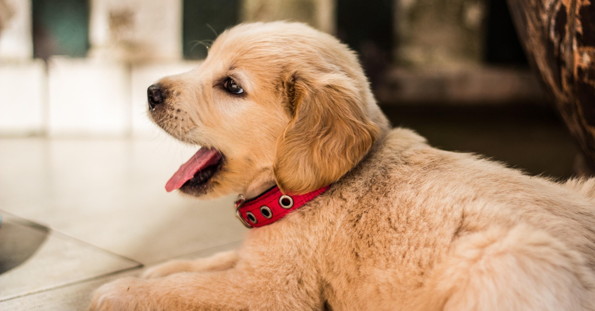 Golden Retriever for Adoption