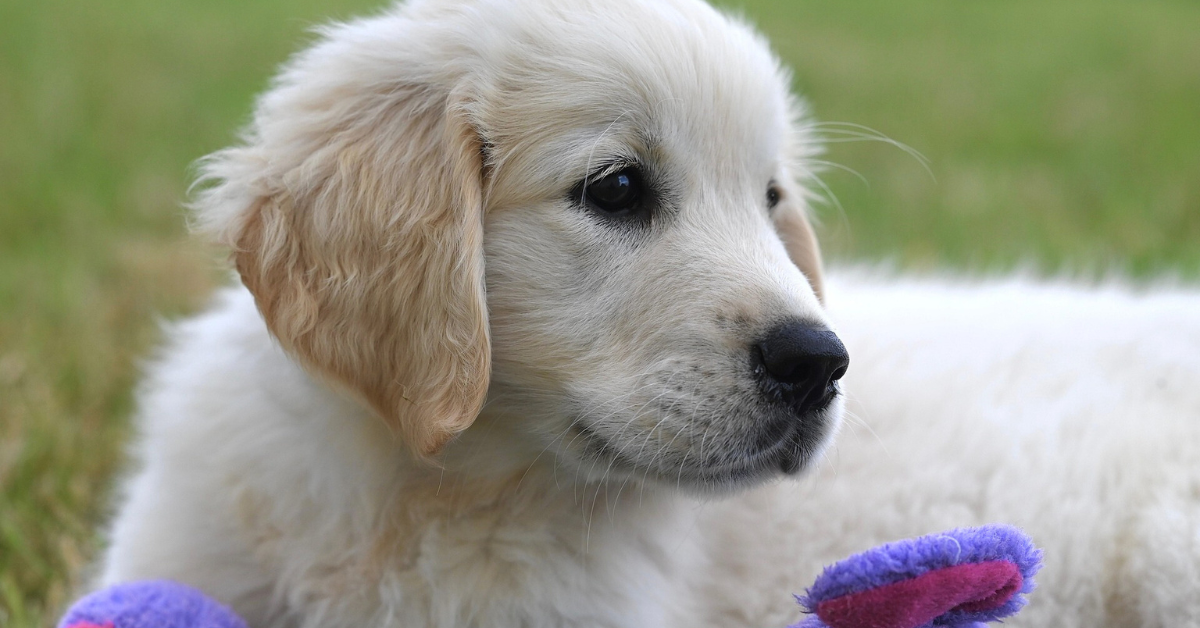 Nutrition For Golden Retrieve