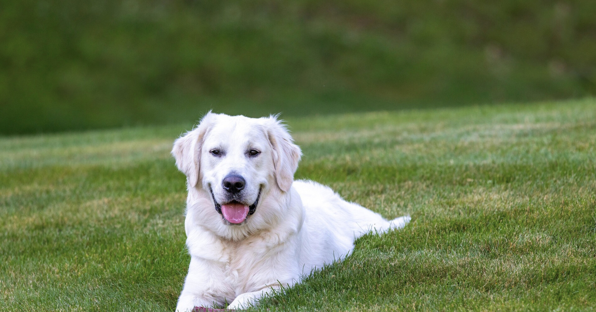 Golden Retriever Personality