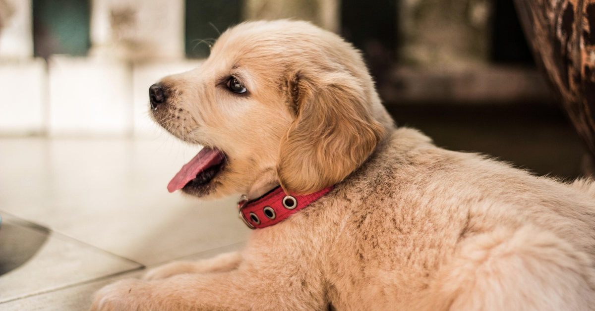 Baby Golden Retriever