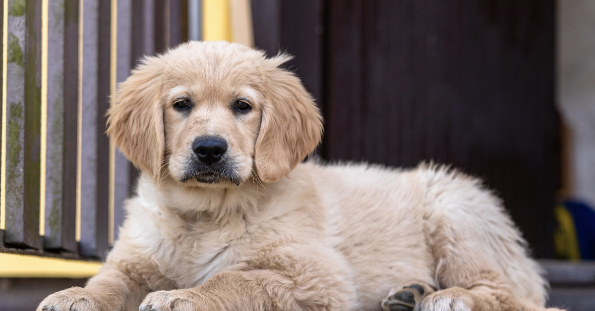 Brown Golden Retriever Puppies