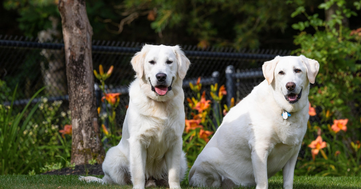 English vs Canadian Golden Retriever