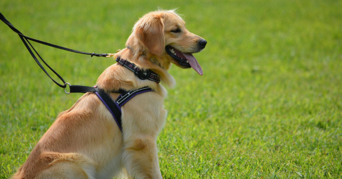 Golden Retriever Characteristics