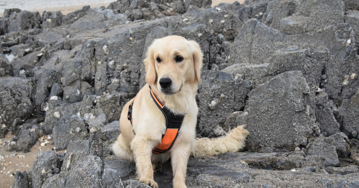 Golden Retriever Longevity