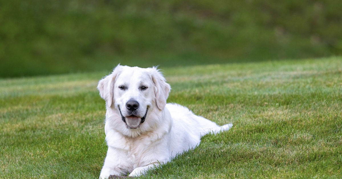 Golden Retriever Temperament