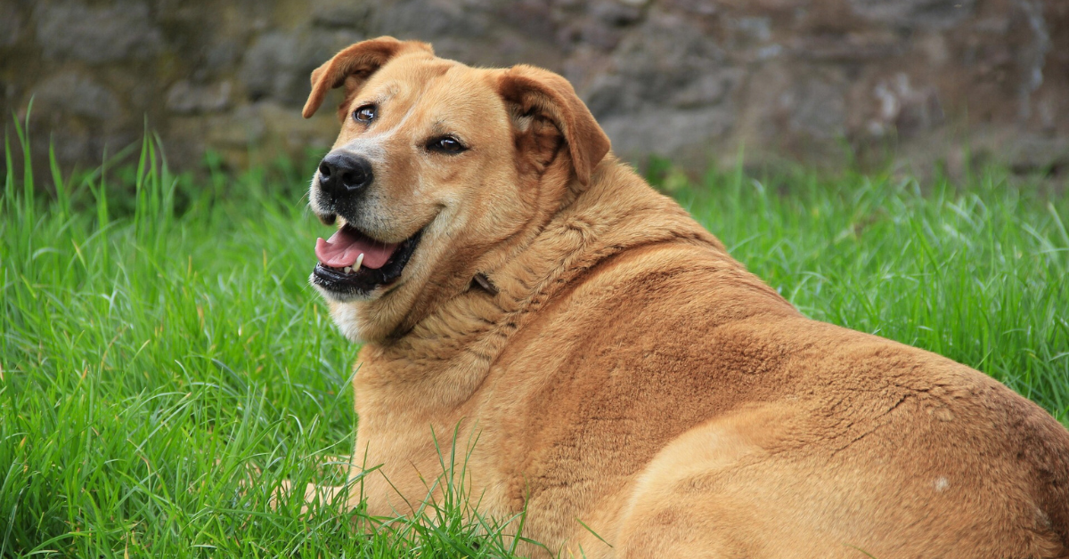 Splendor Golden Retrievers