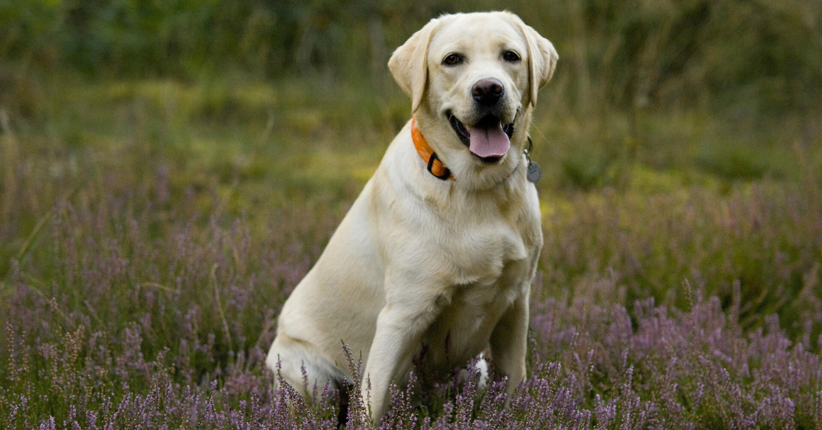 Broholmer Puppy