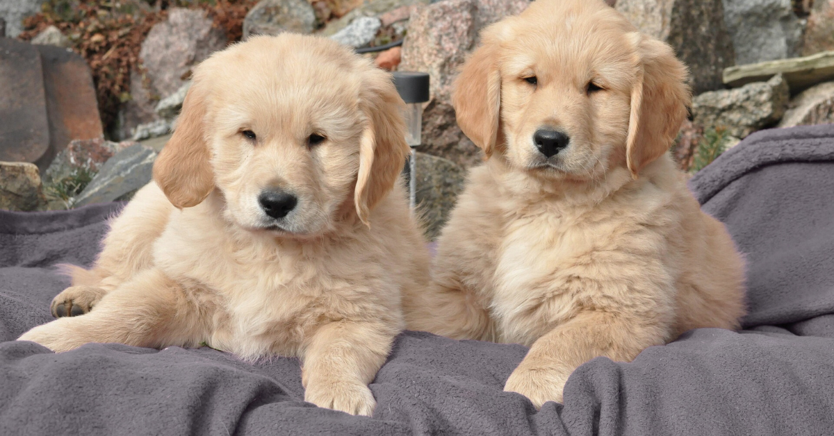 Golden Retriever Mixed Puppies