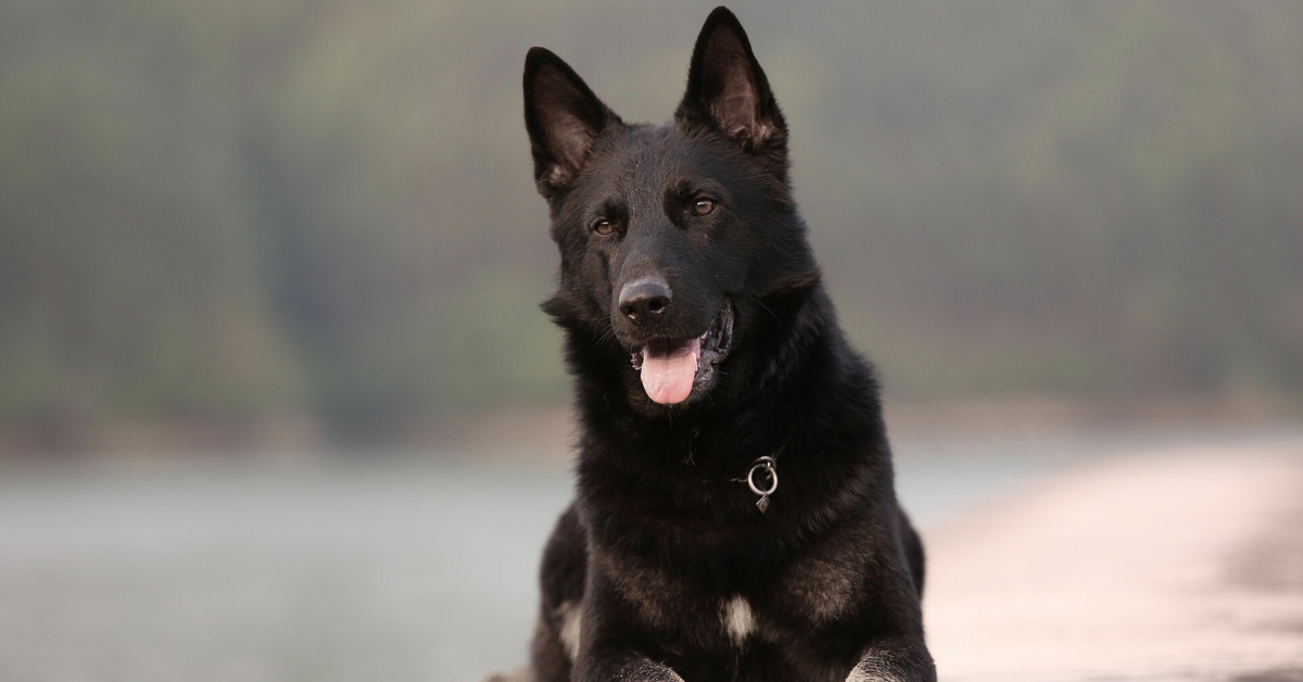 German Shepherd