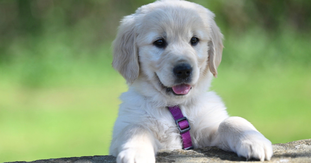 Golden Retriever Puppies Austin
